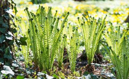Pióropusznik strusi Matteucia struthiopteris