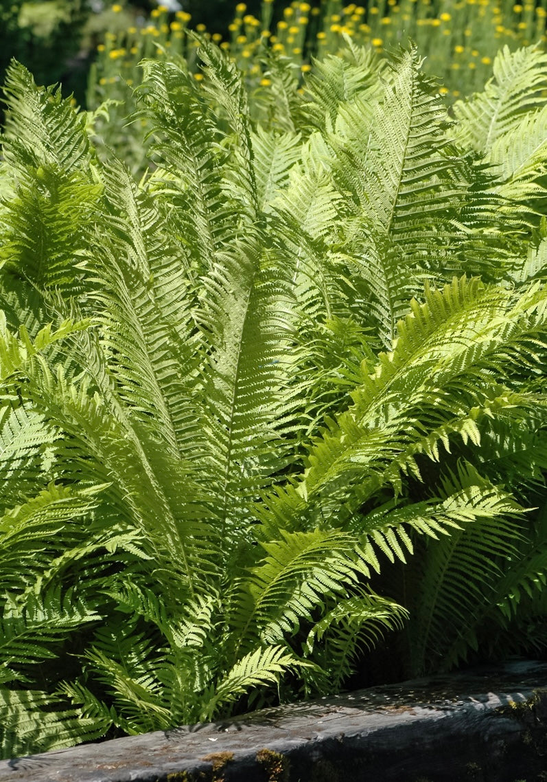 Pióropusznik strusi Matteucia struthiopteris