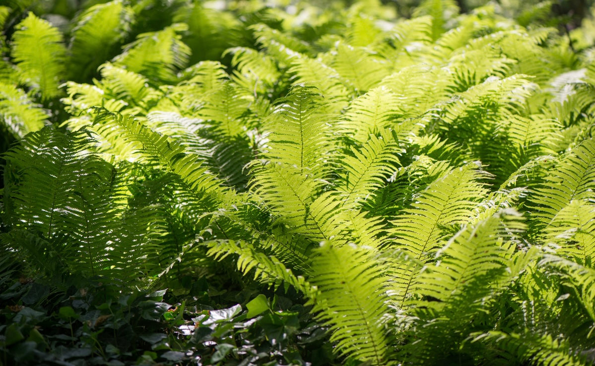 Pióropusznik strusi Matteucia struthiopteris