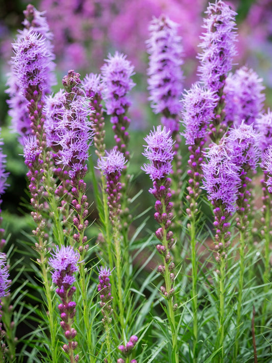 Liatra kłosowa Liatris spicata 'Floristan Violet'