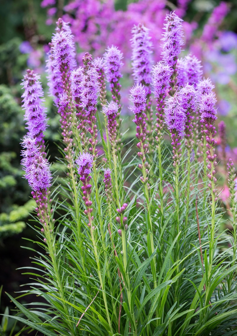 Liatra kłosowa Liatris spicata 'Floristan Violet'