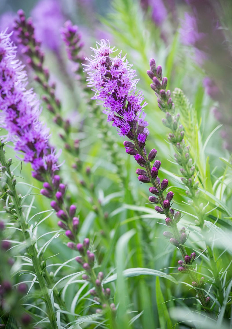Liatra kłosowa Liatris spicata 'Floristan Violet'