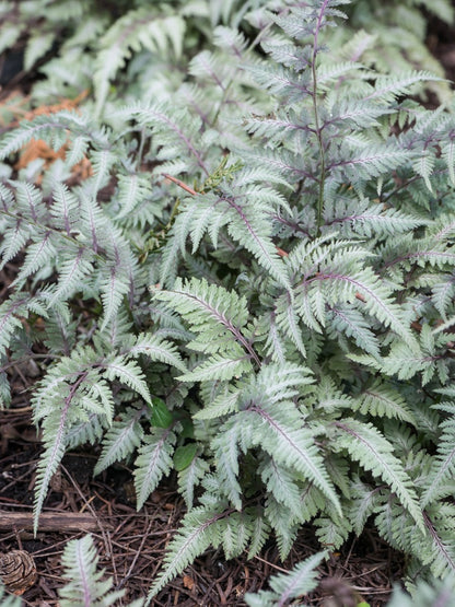Wietlica japońska Athyrium niponicum 'Matallicum'