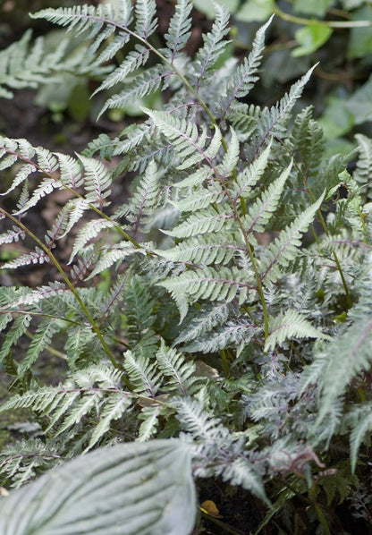 Wietlica japońska Athyrium niponicum 'Matallicum'