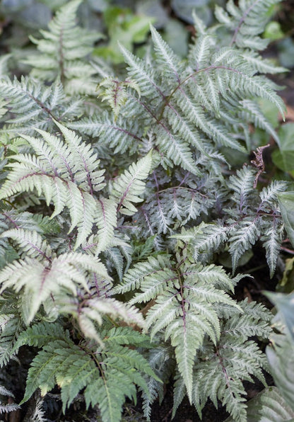 Wietlica japońska Athyrium niponicum 'Matallicum'