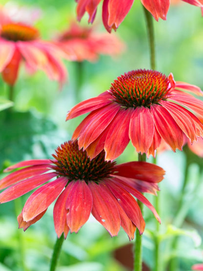 Jeżówka Echinacea 'Lakota Red'
