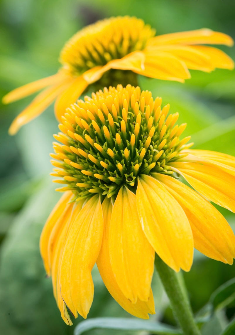 Jeżówka Echinacea 'Lakota Yellow'