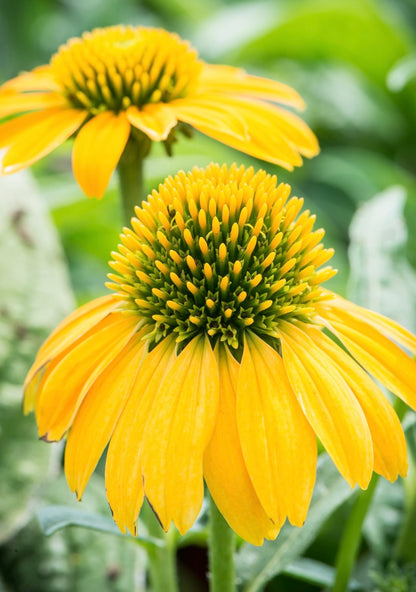 Jeżówka Echinacea 'Lakota Yellow'