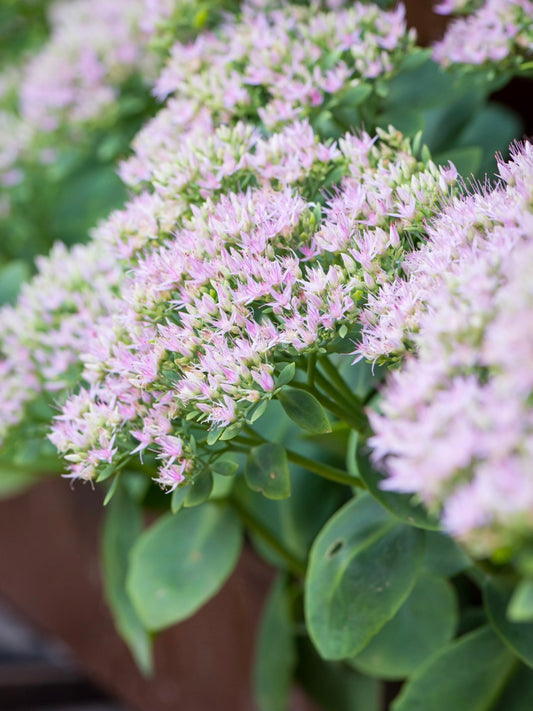 Rozchodnik okazały Sedum spectabile 'Brillant'