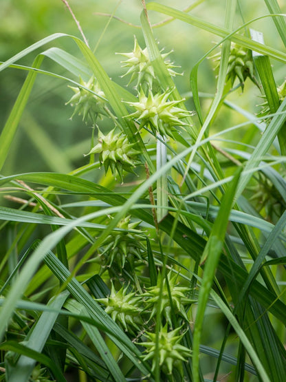 Turzyca Graya Carex grayi