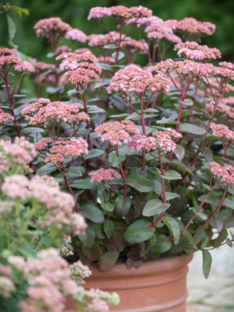 Rozchodnik okazały Sedum spectabile 'Matrona'