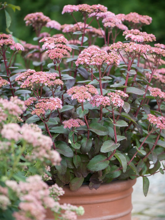 Rozchodnik okazały Sedum spectabile 'Matrona'