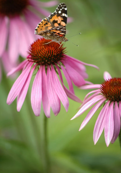 Jeżówka purpurowa Echinacea purpurea