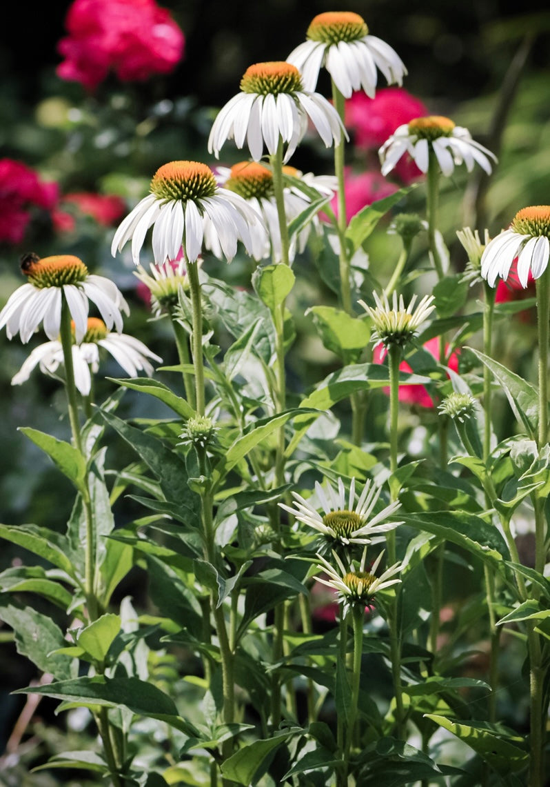 Jeżówka purpurowa Echinacea purpurea 'Alba'