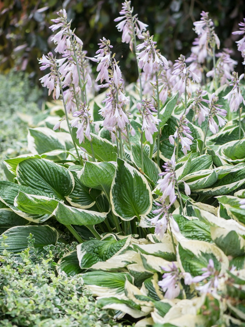 Funkia ogrodowa Hosta 'Patriot'