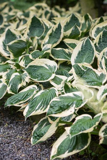 Funkia ogrodowa Hosta 'Patriot'