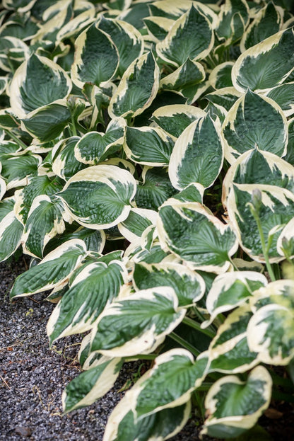 Funkia ogrodowa Hosta 'Patriot'