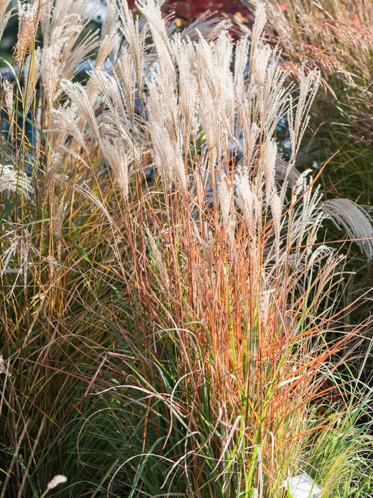 Miskant chiński Miscanthus sinensis 'Kleine Fontane'