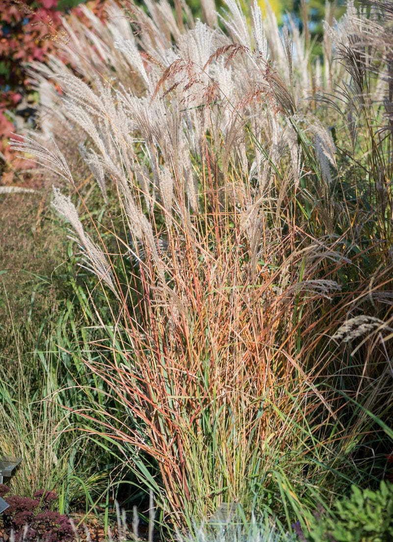 Miskant chiński Miscanthus sinensis 'Kleine Fontane'