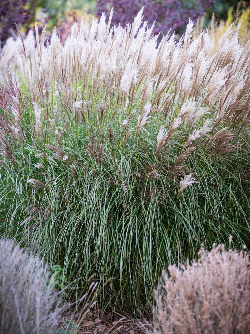 Miskant chiński Miscanthus sinensis 'Silberspinne'