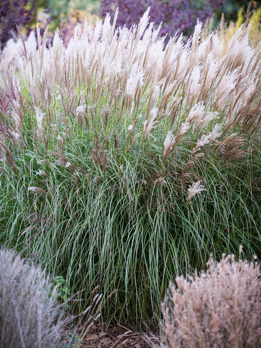 Miskant chiński Miscanthus sinensis 'Silberspinne'