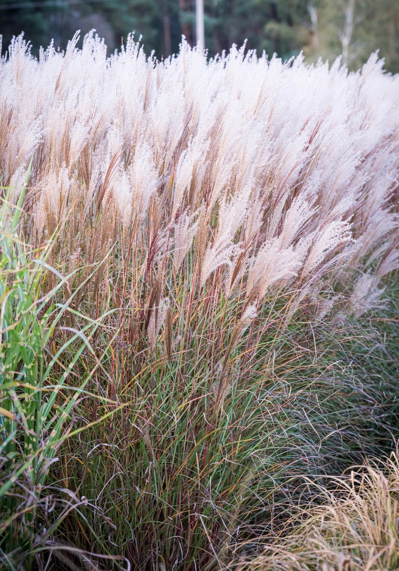 Miskant chiński Miscanthus sinensis 'Silberspinne'