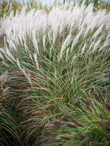 Miskant chiński Miscanthus sinensis 'Little Miss'