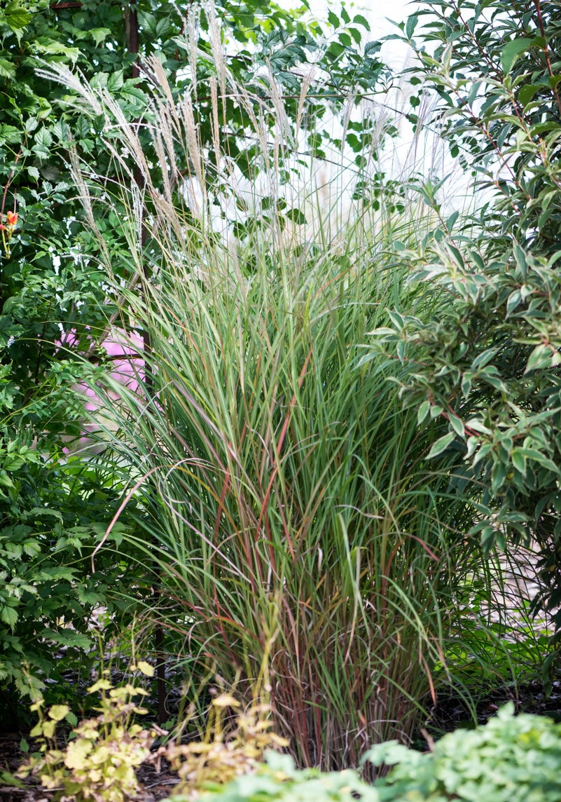 Miskant chiński Miscanthus sinensis 'Little Miss'