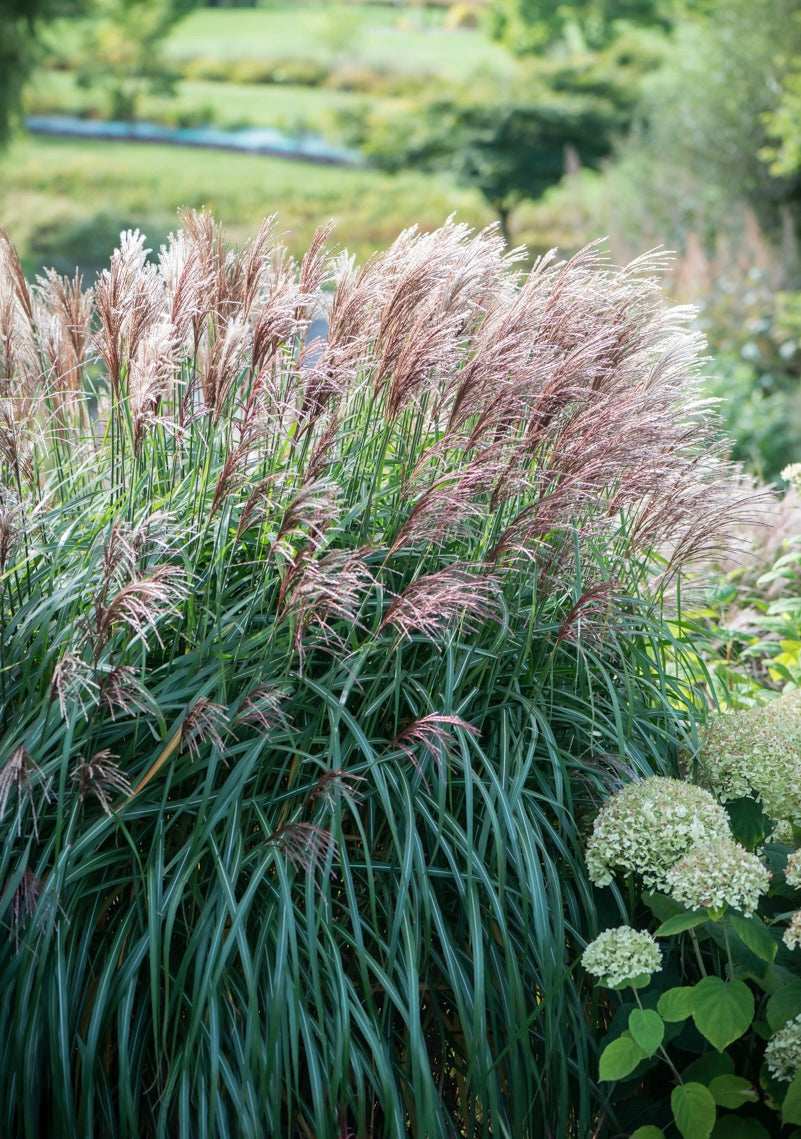Miskant chiński Miscanthus sinensis 'Malepartus'