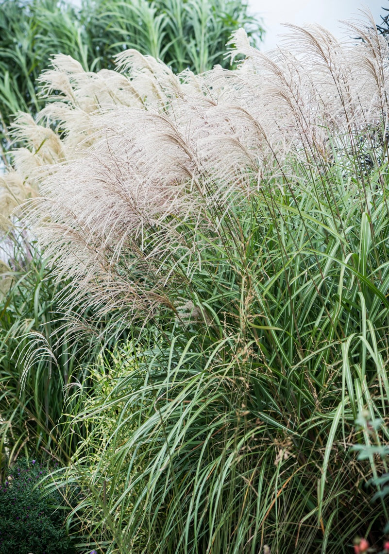 Miskant chiński Miscanthus sinensis 'Grosse Fontane'