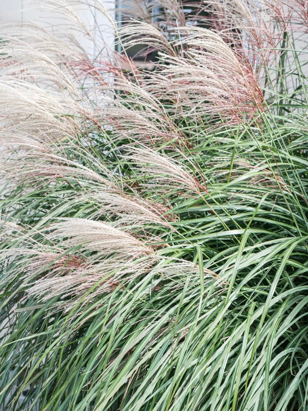 Miskant chiński Miscanthus sinensis 'Grosse Fontane'