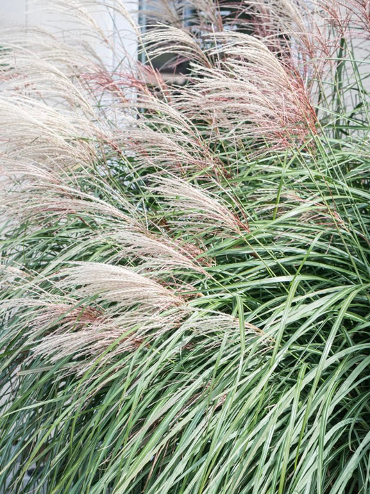 Miskant chiński Miscanthus sinensis 'Grosse Fontane'
