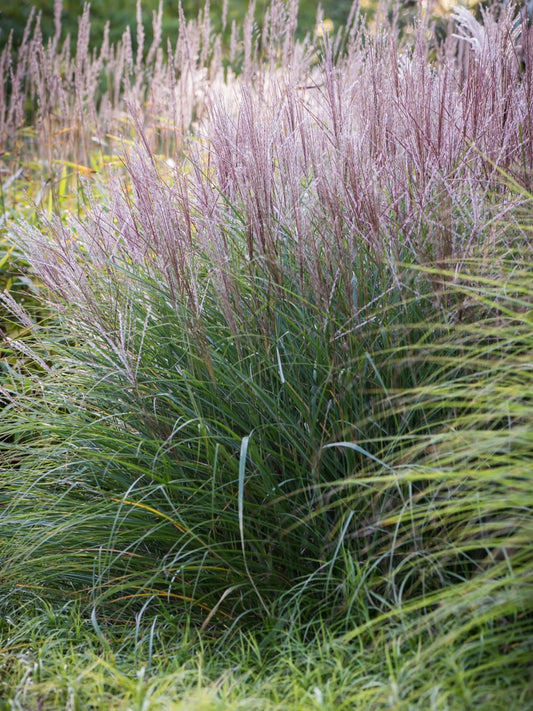 Miskant chiński Miscanthus sinensis 'Kleine Silberspinne'