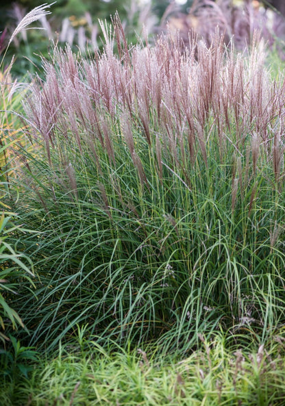 Miskant chiński Miscanthus sinensis 'Kleine Silberspinne'