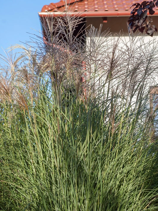 Miskant chiński Miscanthus sinensis 'Krater'