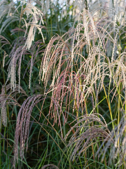 Miskant chiński Miscanthus sinensis 'Flamingo'