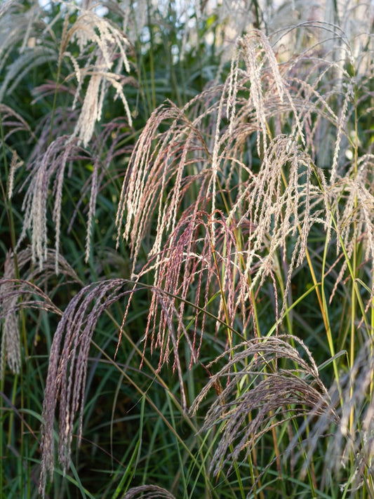 Miskant chiński Miscanthus sinensis 'Flamingo'