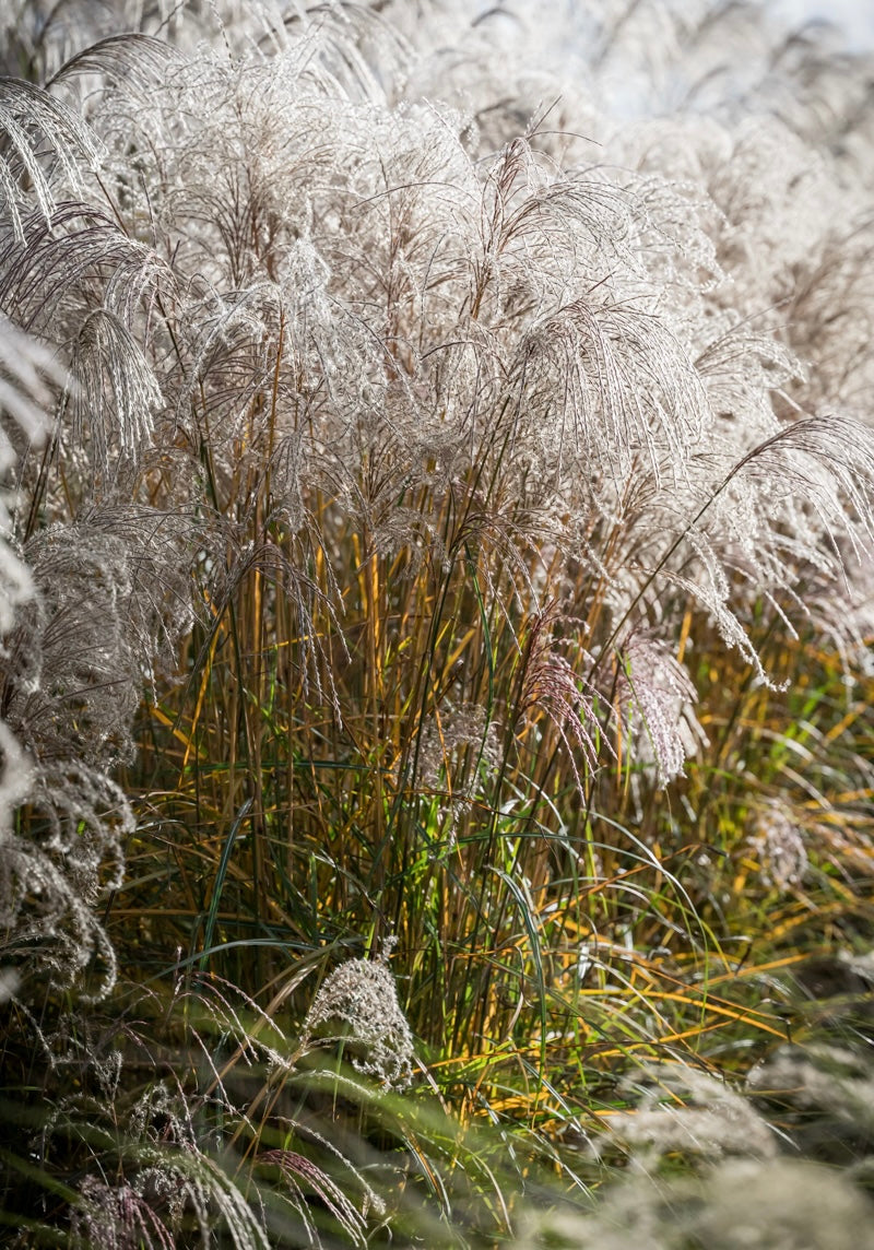 Miskant chiński Miscanthus sinensis 'Flamingo'