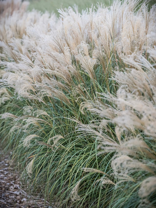 Miskant chiński Miscanthus sinensis 'Yakushima Dwarf'
