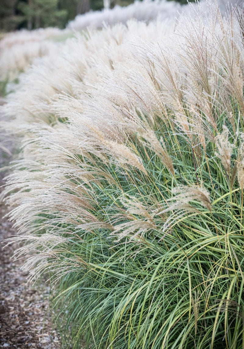 Miskant chiński Miscanthus sinensis 'Yakushima Dwarf'