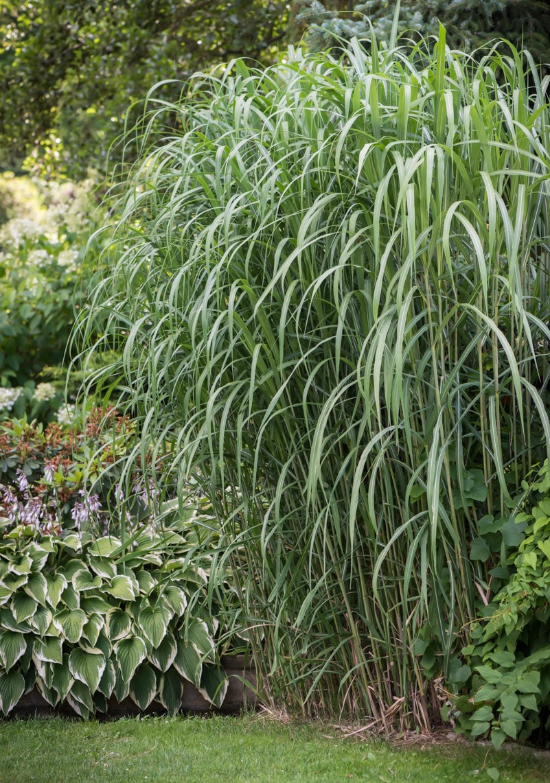Miskant olbrzymi Miscanthus x giganteus