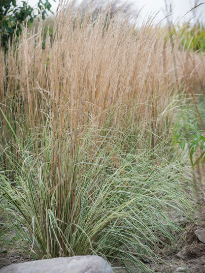 Trzcinnik ostrokwiatowy Calamagrostis x acutiflora 'Overdamm'