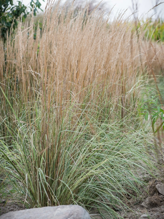 Trzcinnik ostrokwiatowy Calamagrostis x acutiflora 'Overdamm'