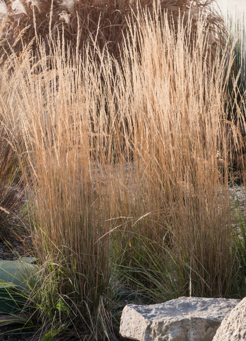 Trzcinnik ostrokwiatowy Calamagrostis x acutiflora 'Overdamm'