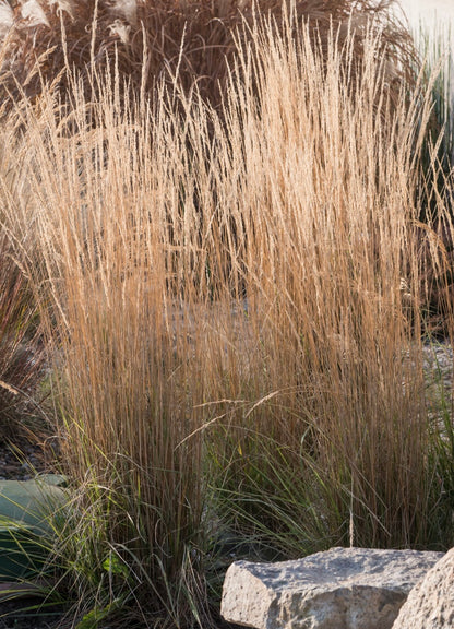 Trzcinnik ostrokwiatowy Calamagrostis x acutiflora 'Overdamm'
