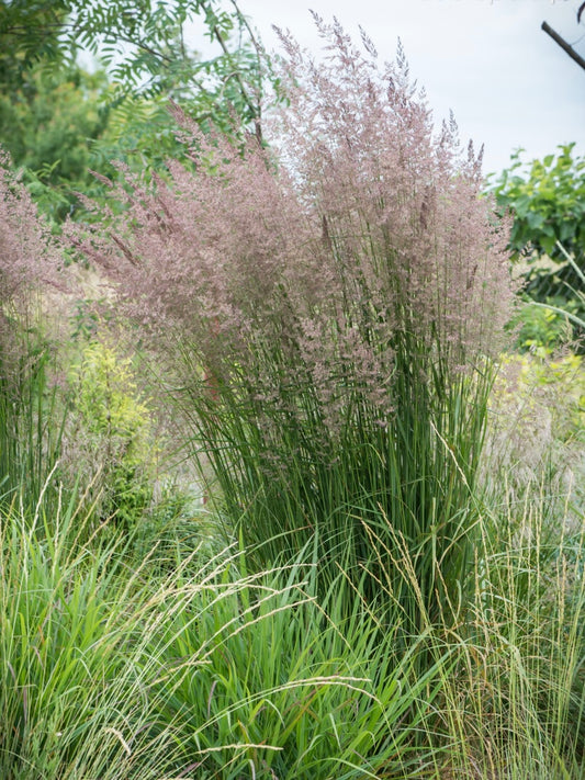 Trzcinnik ostrokwiatowy Calamagrostis x acutiflora 'Karl Foerster'