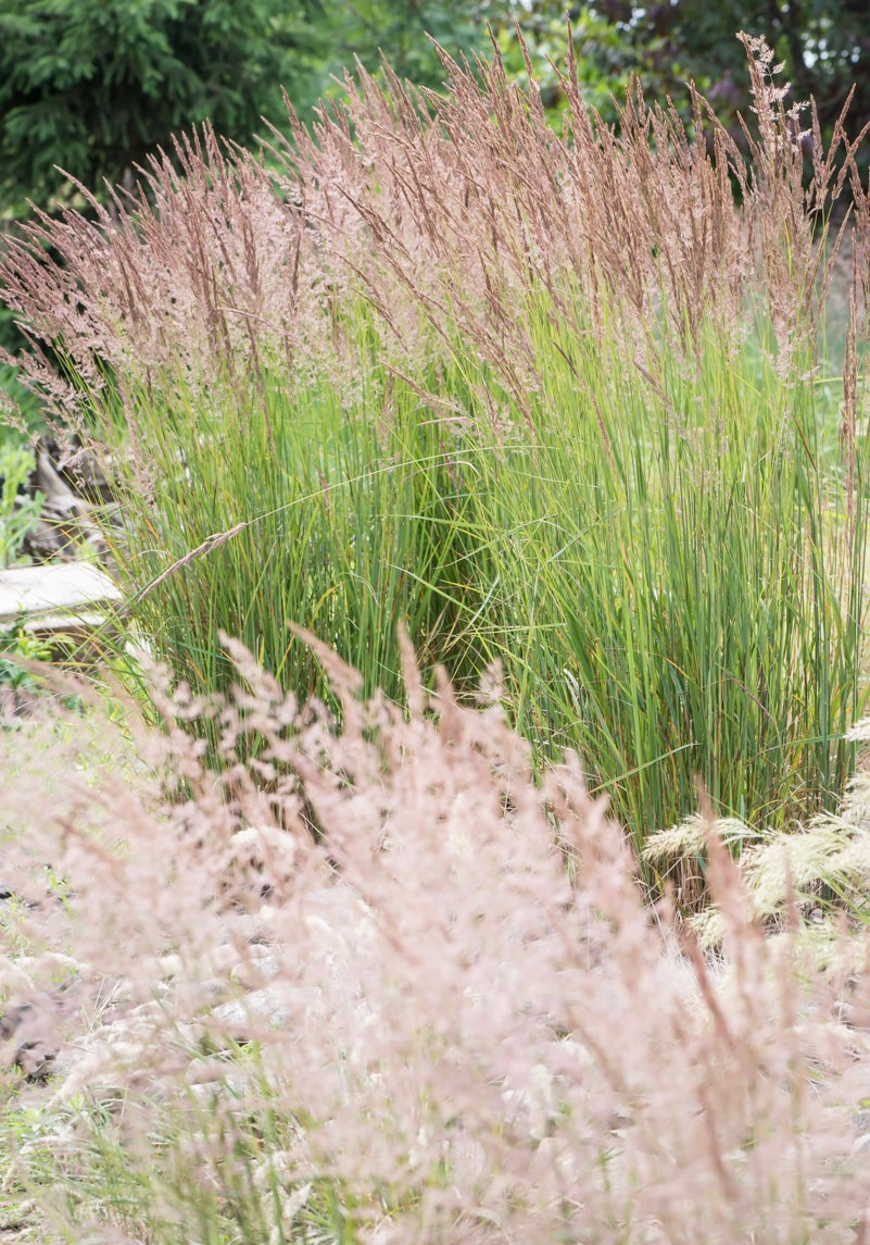 Trzcinnik ostrokwiatowy Calamagrostis x acutiflora 'Karl Foerster'