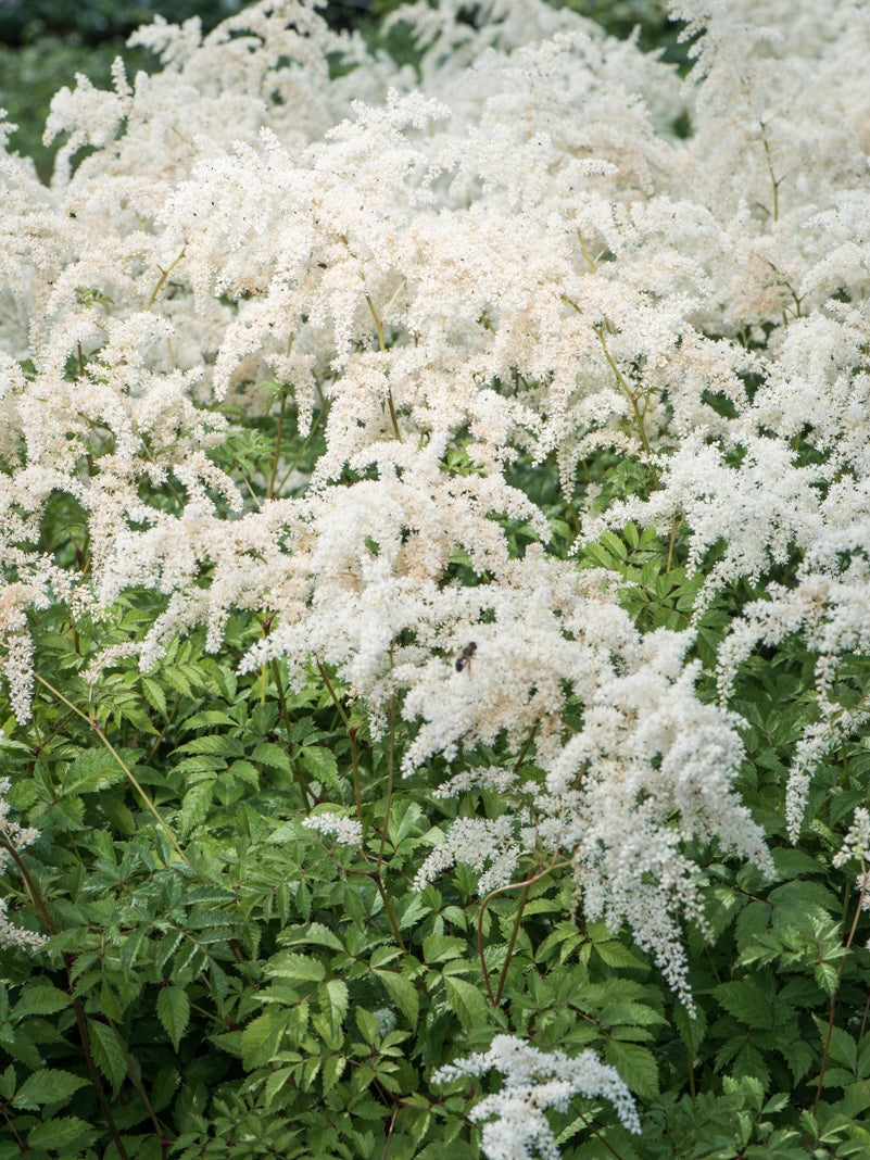 Tawułka Andersa Astilbe x andersii 'Brautschleier'