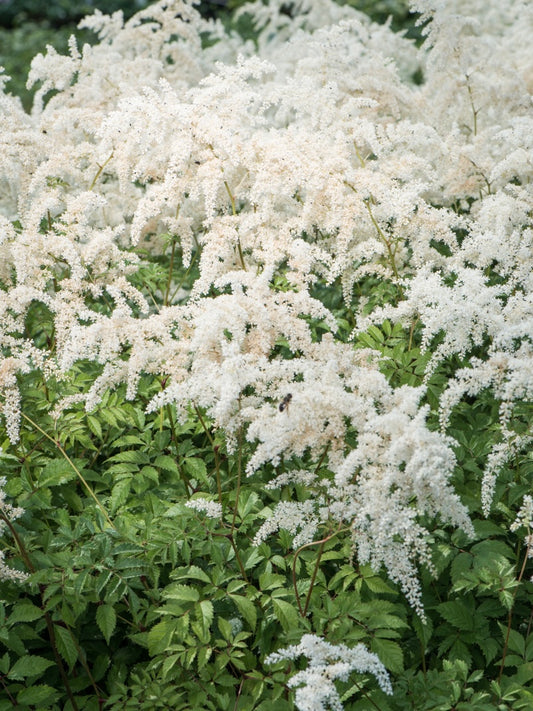 Tawułka Andersa Astilbe x andersii 'Brautschleier'