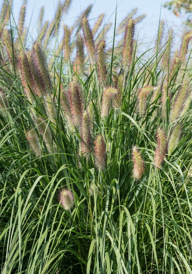 Rozplenica japońska Pennisetum alopecuroides 'Reborn'